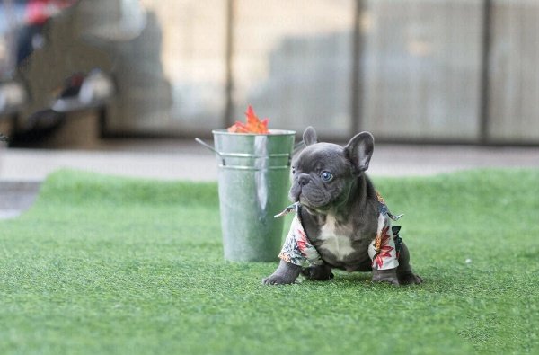 french bulldog price $1500
