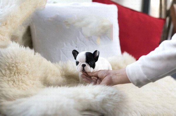 french bulldog puppies for sale near me Moonpie – french bulldog puppies for sale near me in Charlotte NC