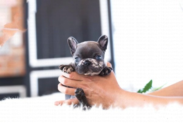 miniature french bulldog puppies for sale