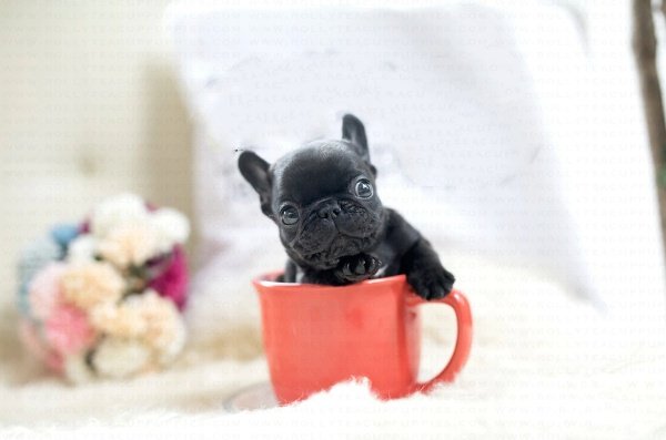 French Bulldog Puppies for Sale in NC