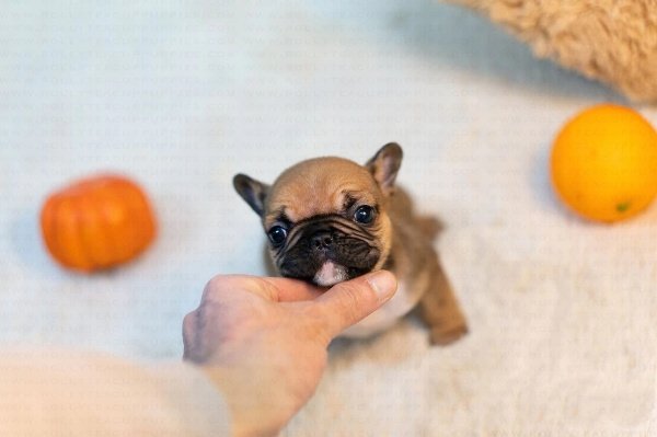 french bulldog puppies for sale ny